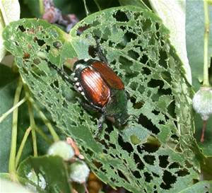 Japanese Beetles